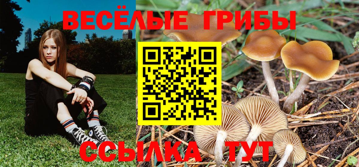 где продают   Вход с VPN  Севастополь  Галлюциногенные грибы мицелий 